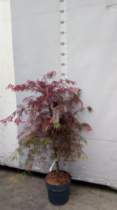 <h4>Acer palmatum 'Garnet'</h4>