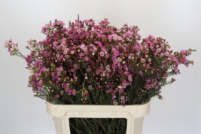 <h4>Chamelaucium Adi</h4>