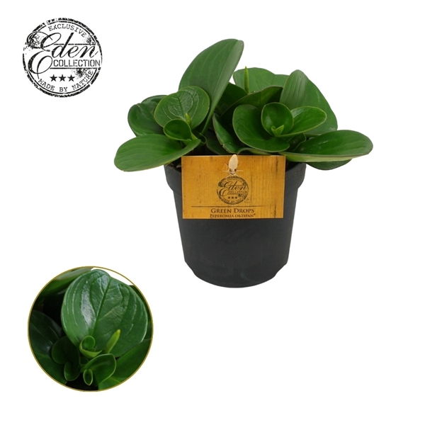 <h4>Peperomia Obtipan Groen 10,5cm</h4>
