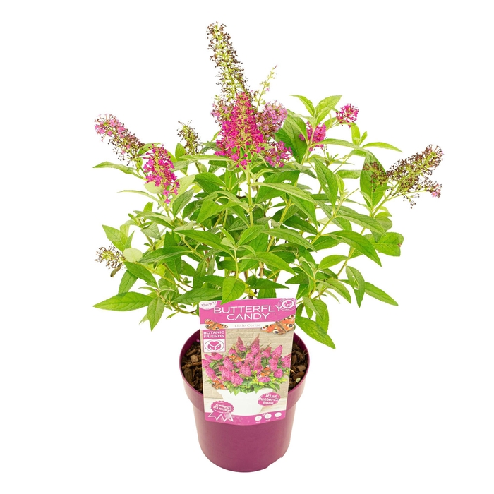 <h4>Buddleja Butterfly Candy® 'Little Cerise'</h4>