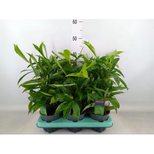 Dracaena surculosa