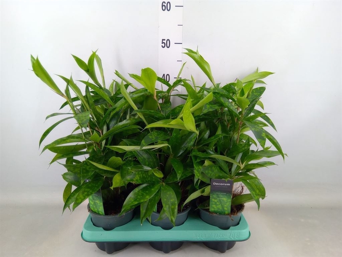<h4>Dracaena surculosa</h4>