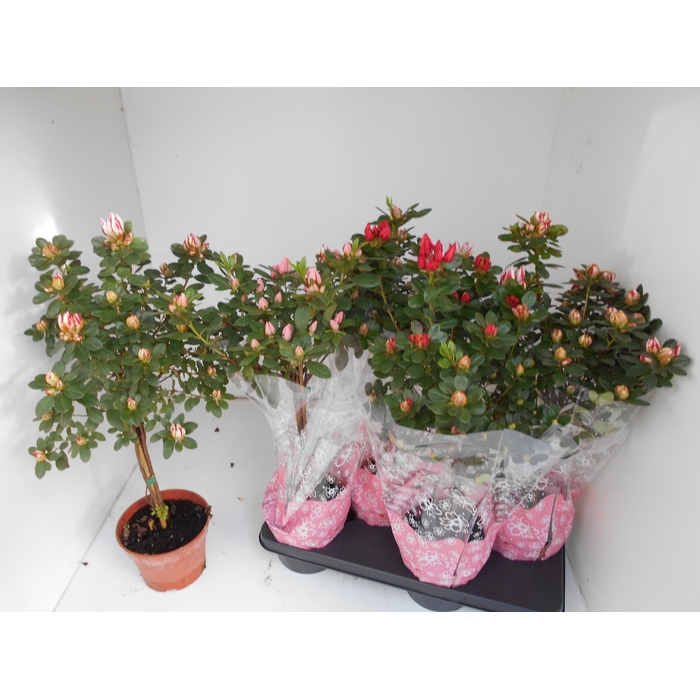 <h4>RHODO SI SACHSENSTER</h4>