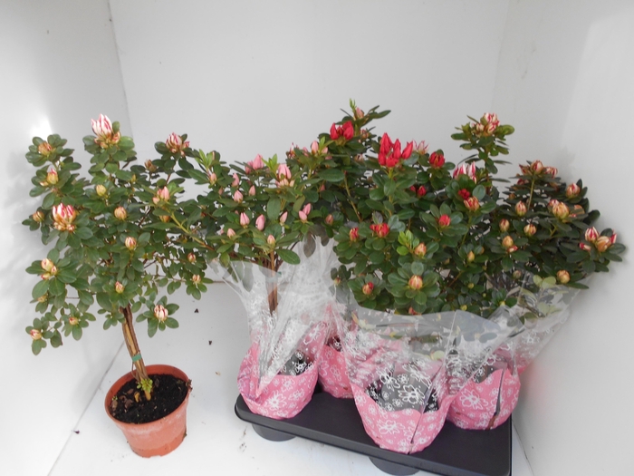 RHODO SI SACHSENSTER