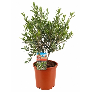 Olea europaea