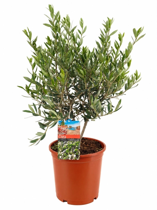 <h4>Olea europaea</h4>