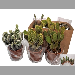 OPUNTIA MICRODASYS