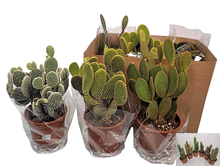 <h4>OPUNTIA MICRODASYS</h4>