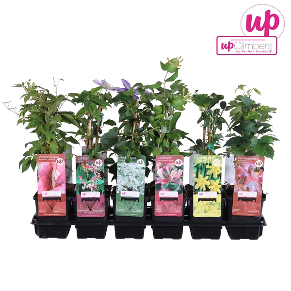 <h4>Klimplanten mix tray budget P9</h4>