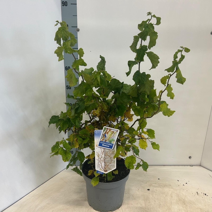 <h4>Corylus avellana</h4>