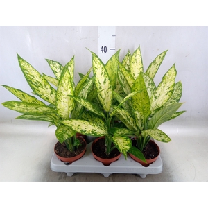 Dieffenbachia  'Vesuvius'