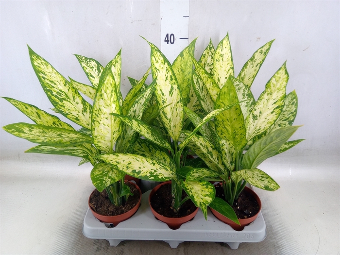 <h4>Dieffenbachia  'Vesuvius'</h4>