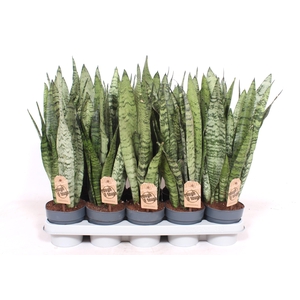 Sansevieria zeylanica XL