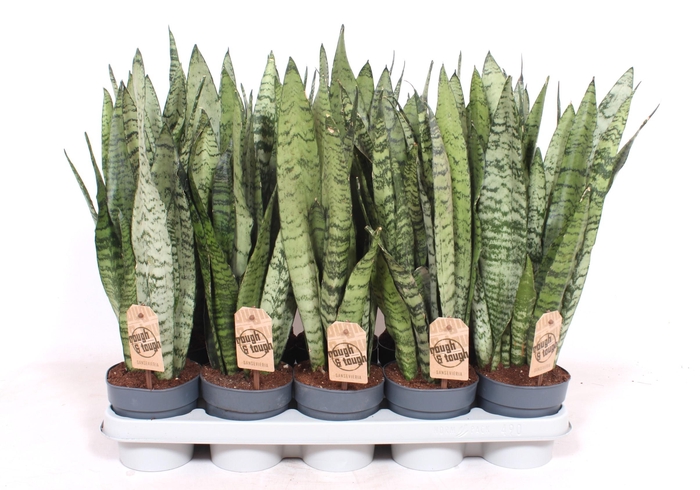 <h4>Sansevieria zeylanica XL</h4>