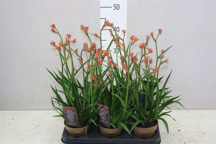 <h4>Anigozanthos Rood</h4>