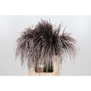 Miscanthus Kl Bh Champagne