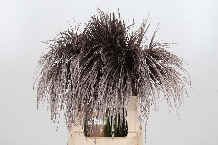 Miscanthus Kl Bh Champagne