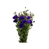 LISIANTHUS ARENA III PURPLE ROXO 070 CM