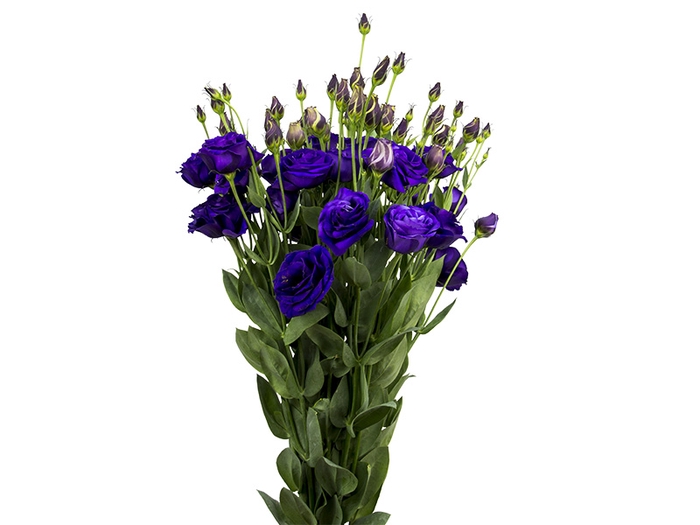 LISIANTHUS ARENA III PURPLE ROXO 070 CM