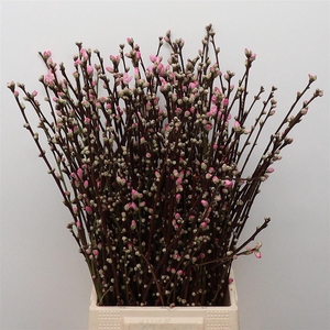 Almondblossom P Stem