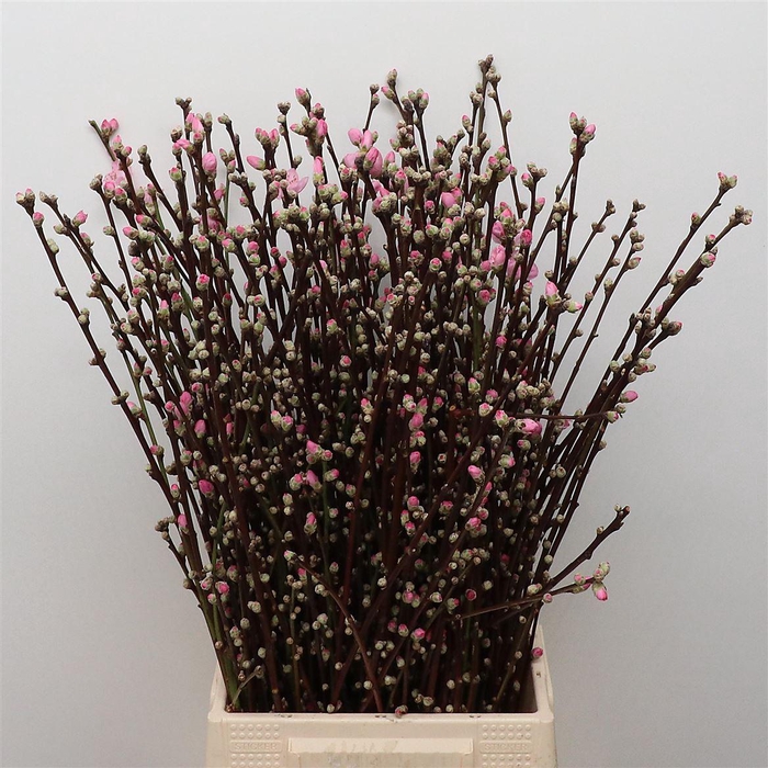 <h4>Almondblossom P Stem</h4>