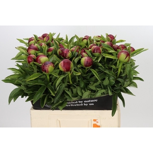 PAEONIA RED CHARM