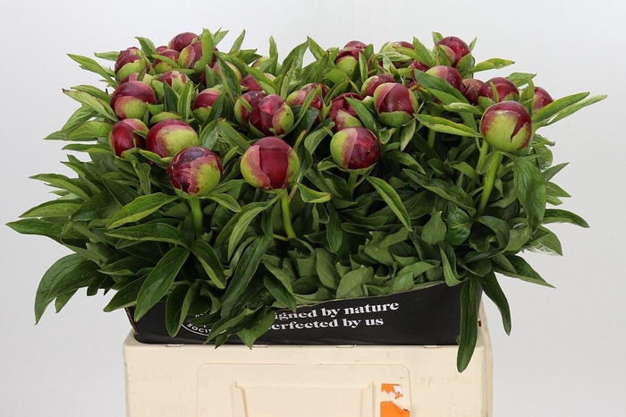 <h4>PAEONIA RED CHARM</h4>