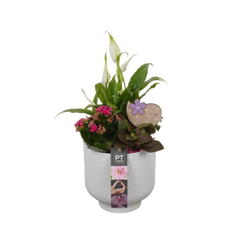 <h4>PTIB7474 Arrangementen kamerplanten</h4>