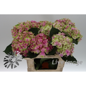 Hydrangea mag amethyst