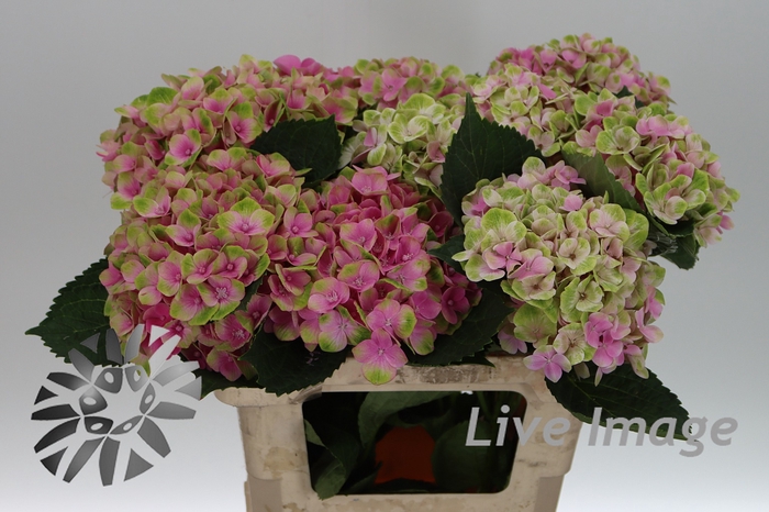 Hydrangea mag amethyst