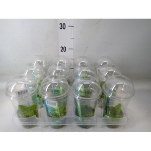 Waterplanten   ...mix