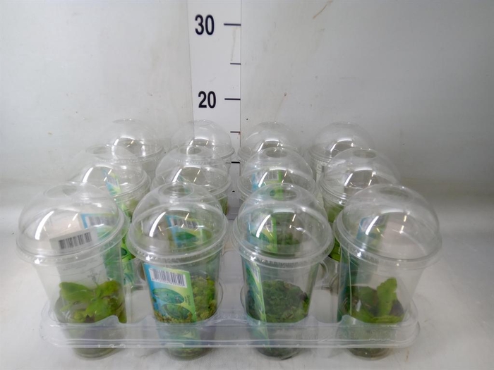 <h4>Waterplanten   ...mix</h4>