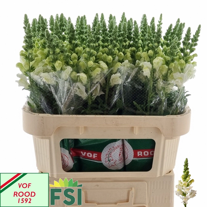 <h4>ANTIRRHINUM MAJUS 'POTO IVORY'</h4>