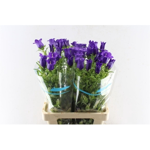 Campanula Med Champ Blue
