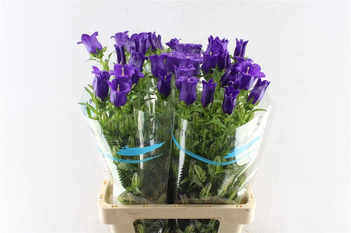 <h4>Campanula Med Champ Blue</h4>