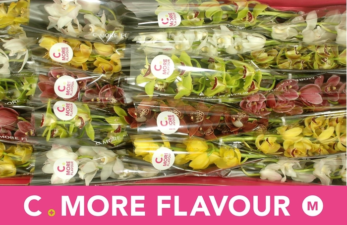 <h4>CYMB MI GEM</h4>