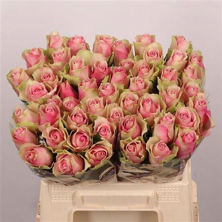 <h4>R Gr Belle Rose</h4>