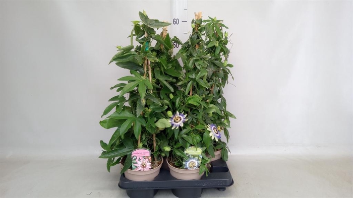 <h4>Passiflora caerul.</h4>