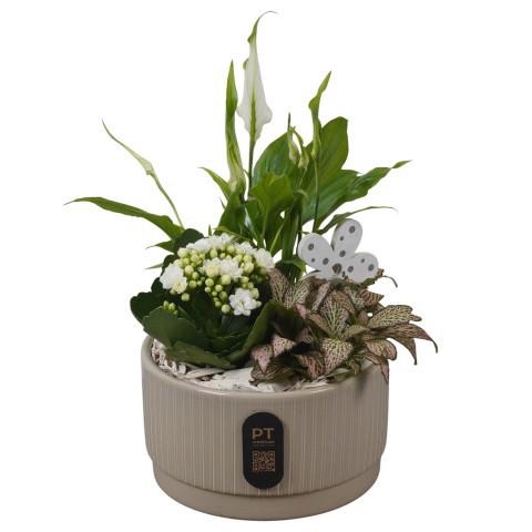 <h4>PTIB5104 Arrangement Indoor in keramiek schaal</h4>