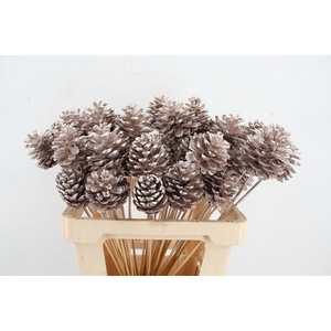 Stick Pine Cone Champagne
