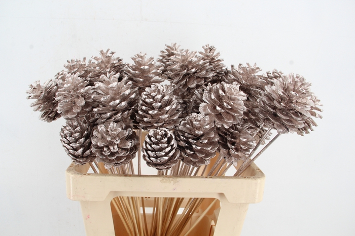 <h4>Stick Pine Cone Champagne</h4>