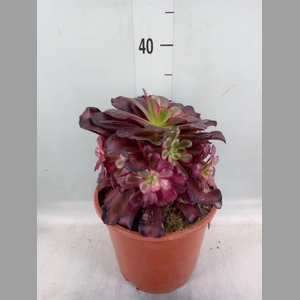 Aeonium   ...