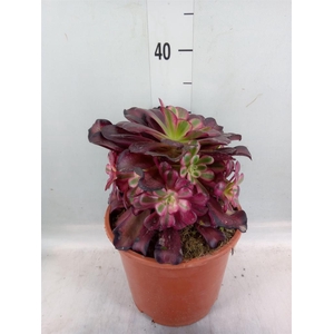 Aeonium   ...