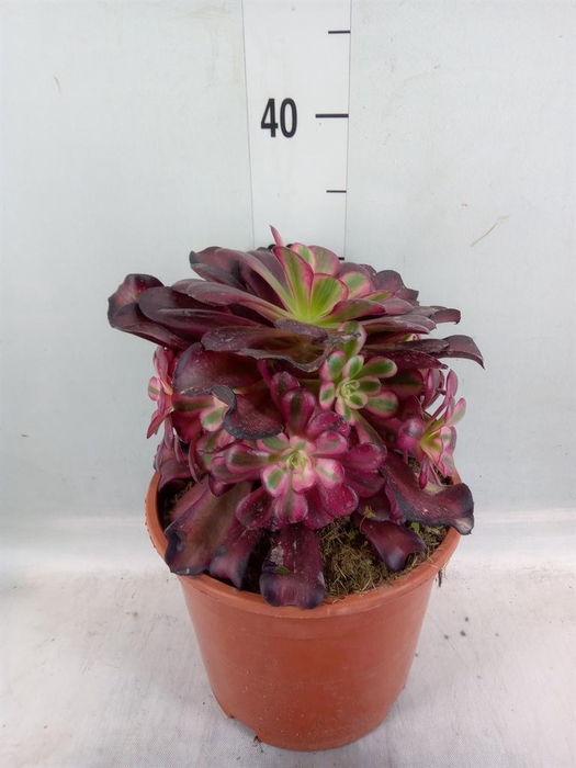 <h4>Aeonium   ...</h4>