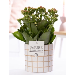 Kalanchoe pink in P&PURE Tirza ceramics
