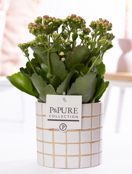 <h4>Kalanchoe pink in P&PURE Tirza ceramics</h4>
