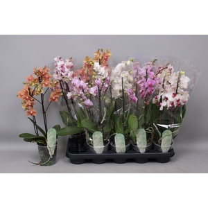 PHAL MF GEM 5 KL