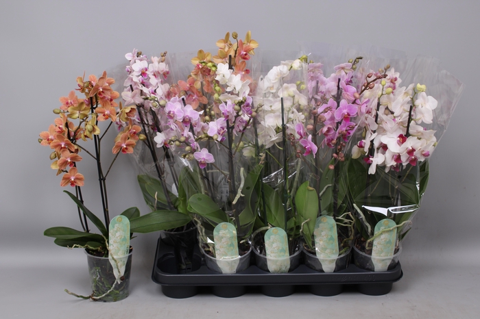 <h4>PHAL MF GEM 5 KL</h4>