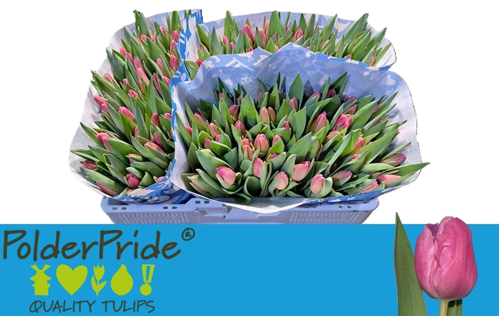 <h4>TU EN JUMBO PINK</h4>