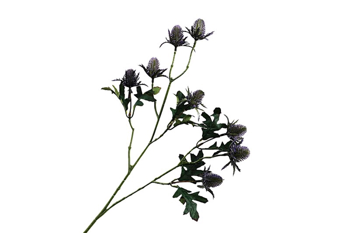 Eryngium Purple